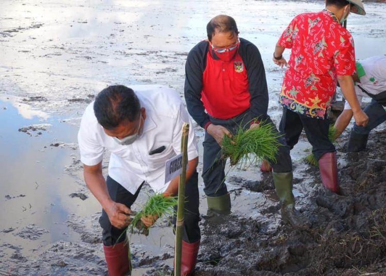 SINERGI : Bupati ROR mendampingi Gubernur Olly menanam bibit padi di Desa Paslaten, Kakas. (foto/ist)