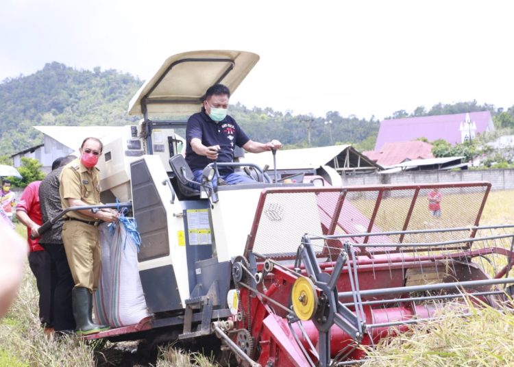 KOMPAK : Bupati Royke Roring dampingi OD saat memanen Padi menggunakan Traktor. (foto/ist)